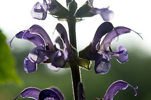 sparkling Drop - Sage 