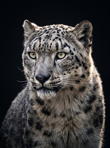 The Ghost of the Mountains