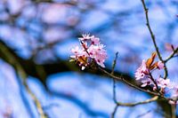 Trees in bloom