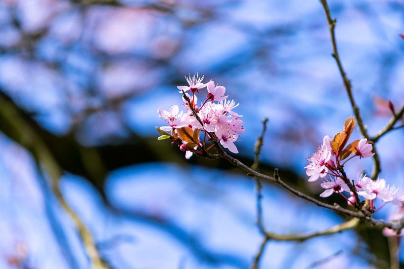 Arbres en fleurs par Inge van der Stoep