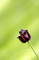 Een paarse tulp in de zon tegen een licht groene  achtergrond