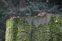 halve groene boom