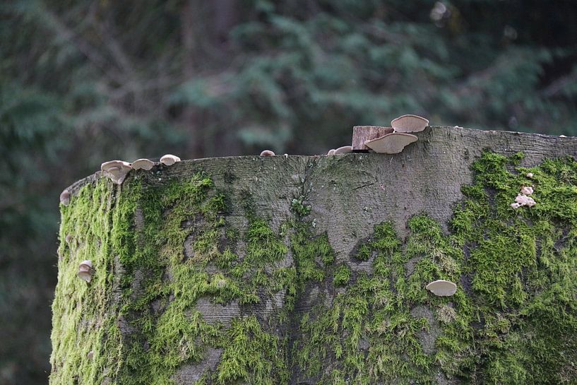 halve groene boom van Eduard metz