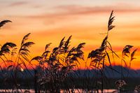 Swaying reeds in a ditch during sunset