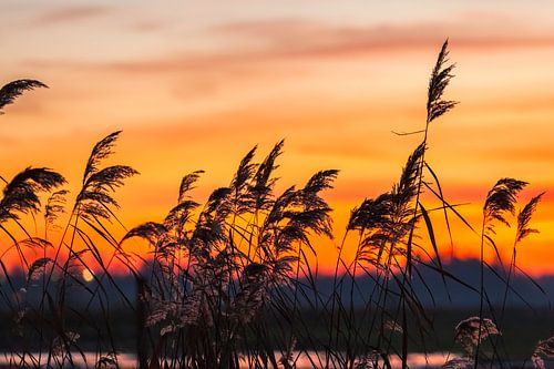 Wuivend riet in een sloot tijdens zonsondergang