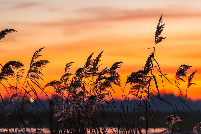 Swaying reeds in a ditch during sunset by Martijn Schruijer