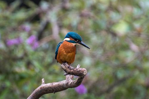 Kingfisher