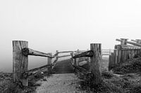 Palendijk in de mist