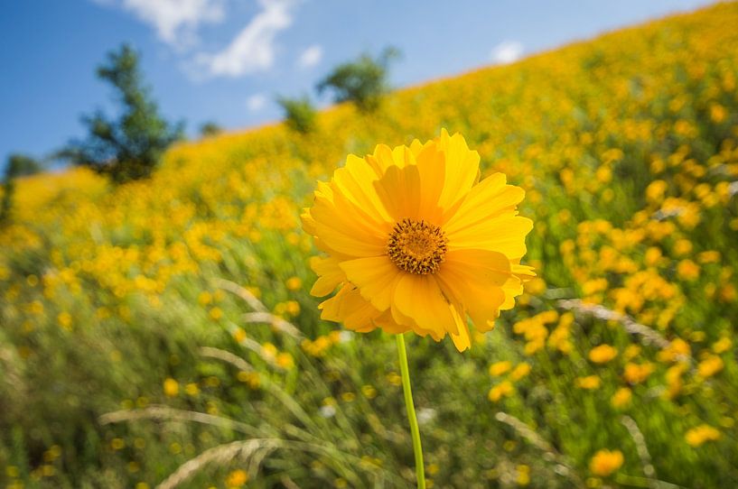 flora von Bart Liesenborgs