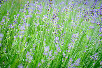 Blühendes Lavendelfeld