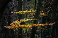 Zorro in Herbstfarben im Berger Wald