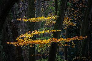 Zorro in Herbstfarben im Berger Wald