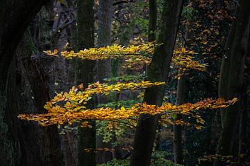 Zorro aux couleurs de l'automne dans la forêt de Berger sur Bram Lubbers