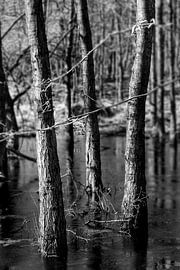 Drei Bäume im Waldsee von Flatfield