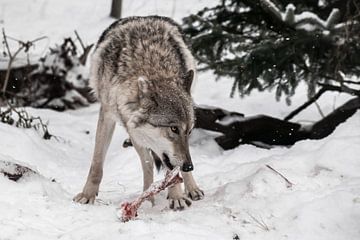 een vrouwelijke wolf in de sneeuw, kijkt verdacht en knaagt aan een bot, een roofdier in de winter.