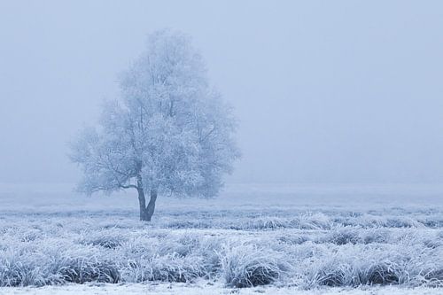 Frozen winter tree between blue and white