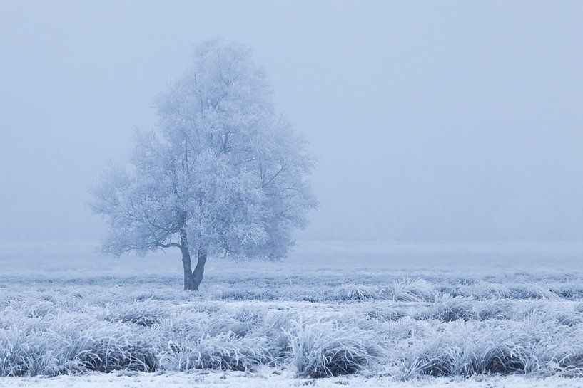 Frozen winter tree between blue and white by Karla Leeftink