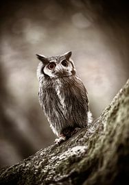Hibou moyen-duc en noir et blanc sur KB Design & Photography (Karen Brouwer)