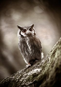 Northern white-eared owl in black and white by KB Design & Photography (Karen Brouwer)