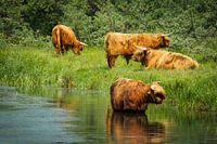 Kudde Schotse Hooglanders