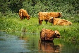 Kudde Schotse Hooglanders van Saranda in t Veld Fotografie