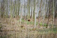 Oostvaardersplassen, Edelhert 