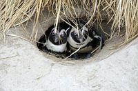 Penguins are cold