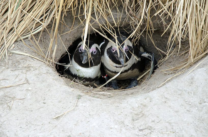 Pinguïns hebben het koud  van Ron van der Meer