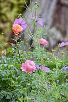 Roses à l'Alhambra