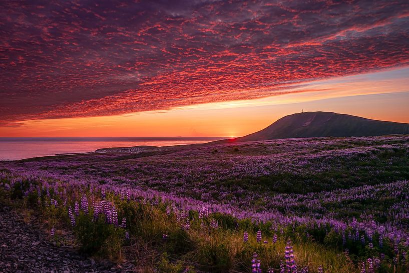 Mittsommernacht in Island von Koen Hoekemeijer