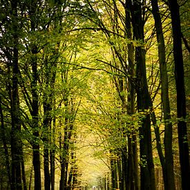 Herbst im Wald. von mandy vd Weerd