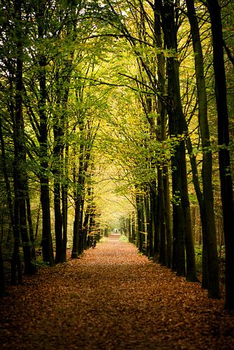 autumn in the forest.