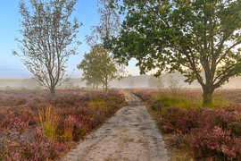 Lever de soleil sur un paysage de landes lors d'une belle matinée d'été