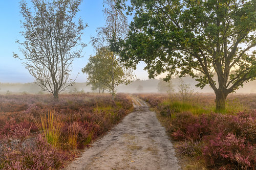 Zonsopgang boven een heidelandschap tijdens een prachtige zomerochtend