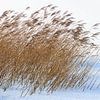 Reed belt in winter landscape by Peter Bolman
