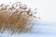 Reed belt in winter landscape by Peter Bolman thumbnail