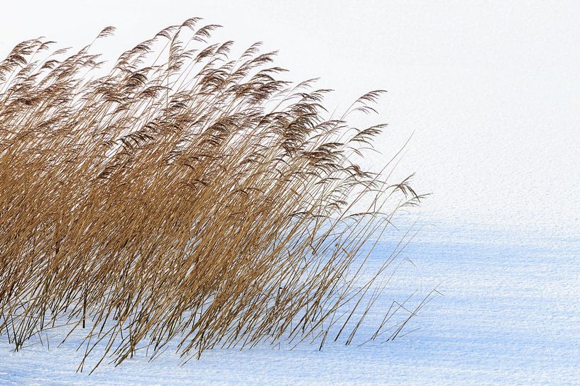 Reed belt in winter landscape by Peter Bolman