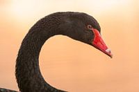 Black Swan