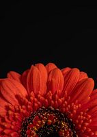 Enchantement en fleurs - Gerbera orange