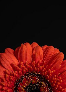 Blühende Verzauberung - Orangefarbene Gerbera von Sandra houben