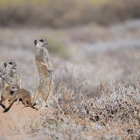Erdmännchen wärmen sich an der aufgehenden Sonne von Lex van Doorn