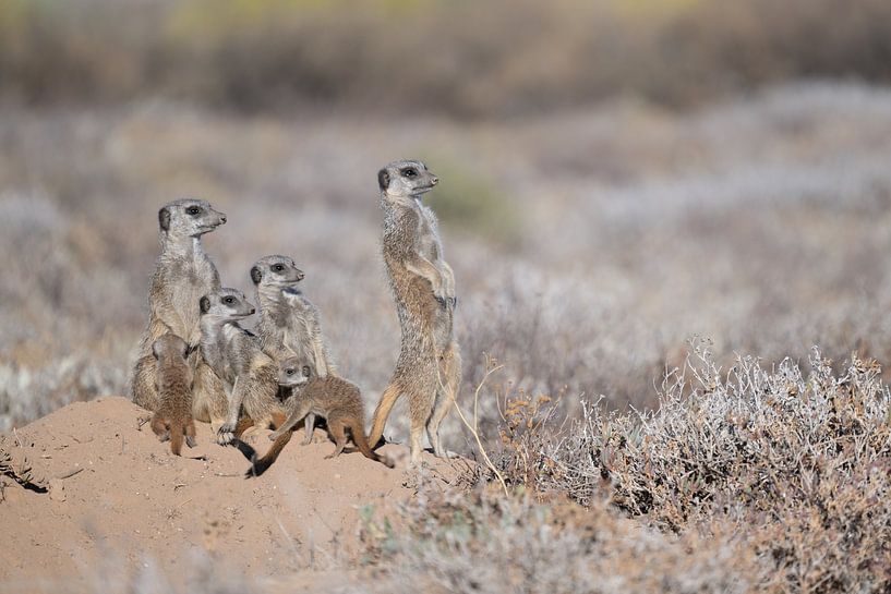 Stokstaartjes warmen zich op bij de opkomende zon van Lex van Doorn