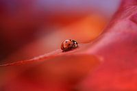 Herbst