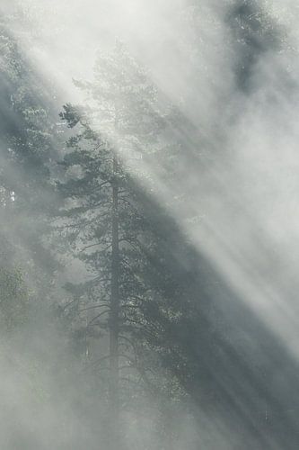 Absolute stilte en een  magische ochtendmist in een eindeloos zweeds bos