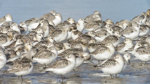 Gruppe von Sanderlingen
