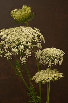 Bloem. Schermbloem. Wilde Peen. Bruin. van Alie Ekkelenkamp