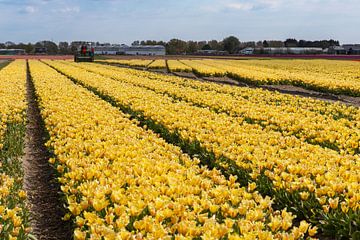 Geel tulpenveld van Yanuschka Fotografie | Noordwijk