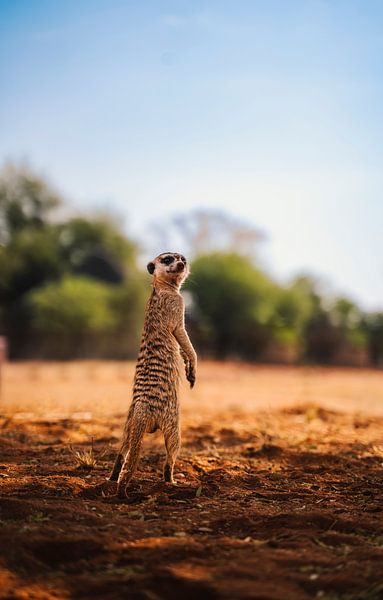 Meerkat in the Kalahari of Namibia, Africa by Patrick Groß