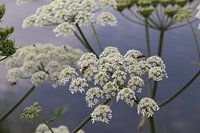 Wespen op bloemen