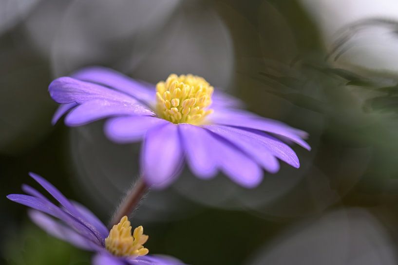 Blumen Teil 93 von Tania Perneel